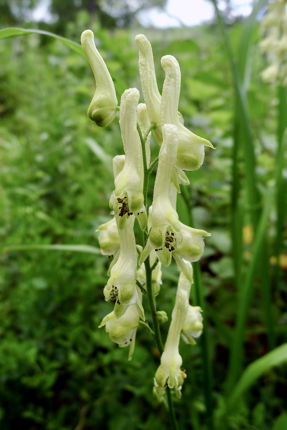 Изображение особи Aconitum kirinense.