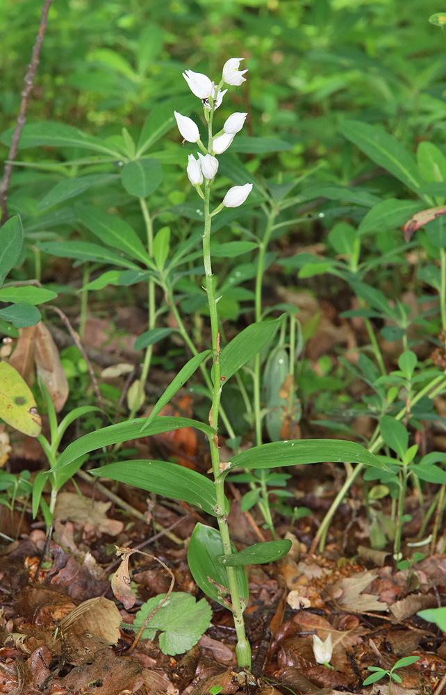 Image of Cephalanthera longifolia specimen.