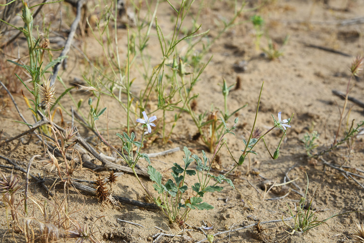 Image of Erodium oxyrhynchum specimen.