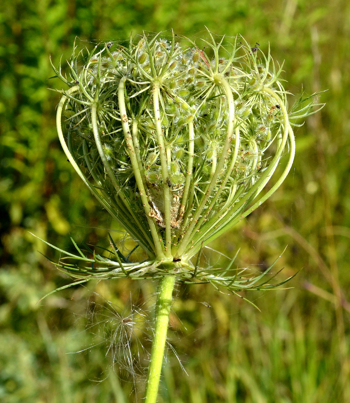 Image of Daucus carota specimen.