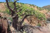 Adansonia digitata. Цветущее растение. Намибия, обл. Кунене, р-н Эпупа, окр. пос. Эпупа; горы Гартмана, дол. р. Кунене. 18.01.2010.