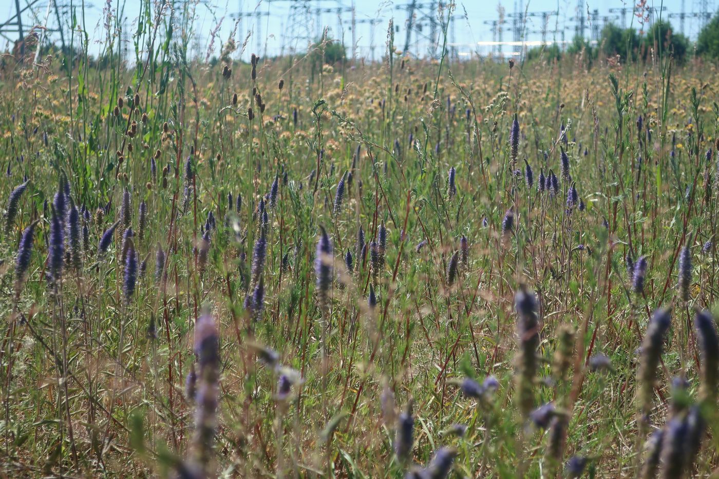 Изображение особи Veronica spicata.