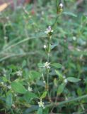 Polygonum neglectum. Цветущий побег. Крым, Симферополь, обочина дороги. 8 ноября 2010 г.