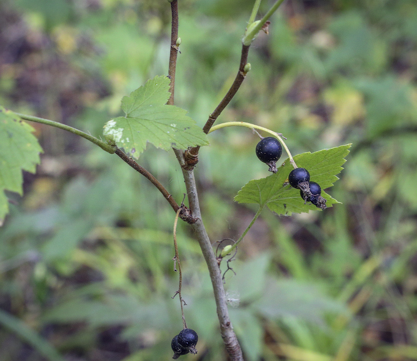 Image of Ribes nigrum specimen.