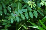 Vicia woroschilovii