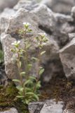 род Saxifraga
