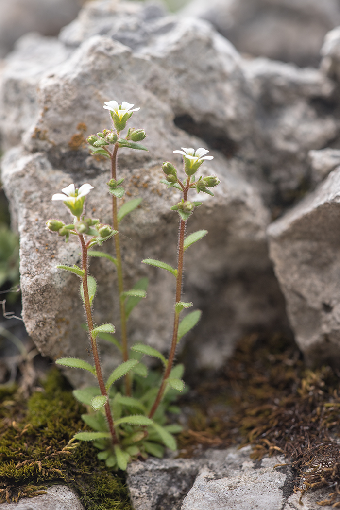 Изображение особи род Saxifraga.