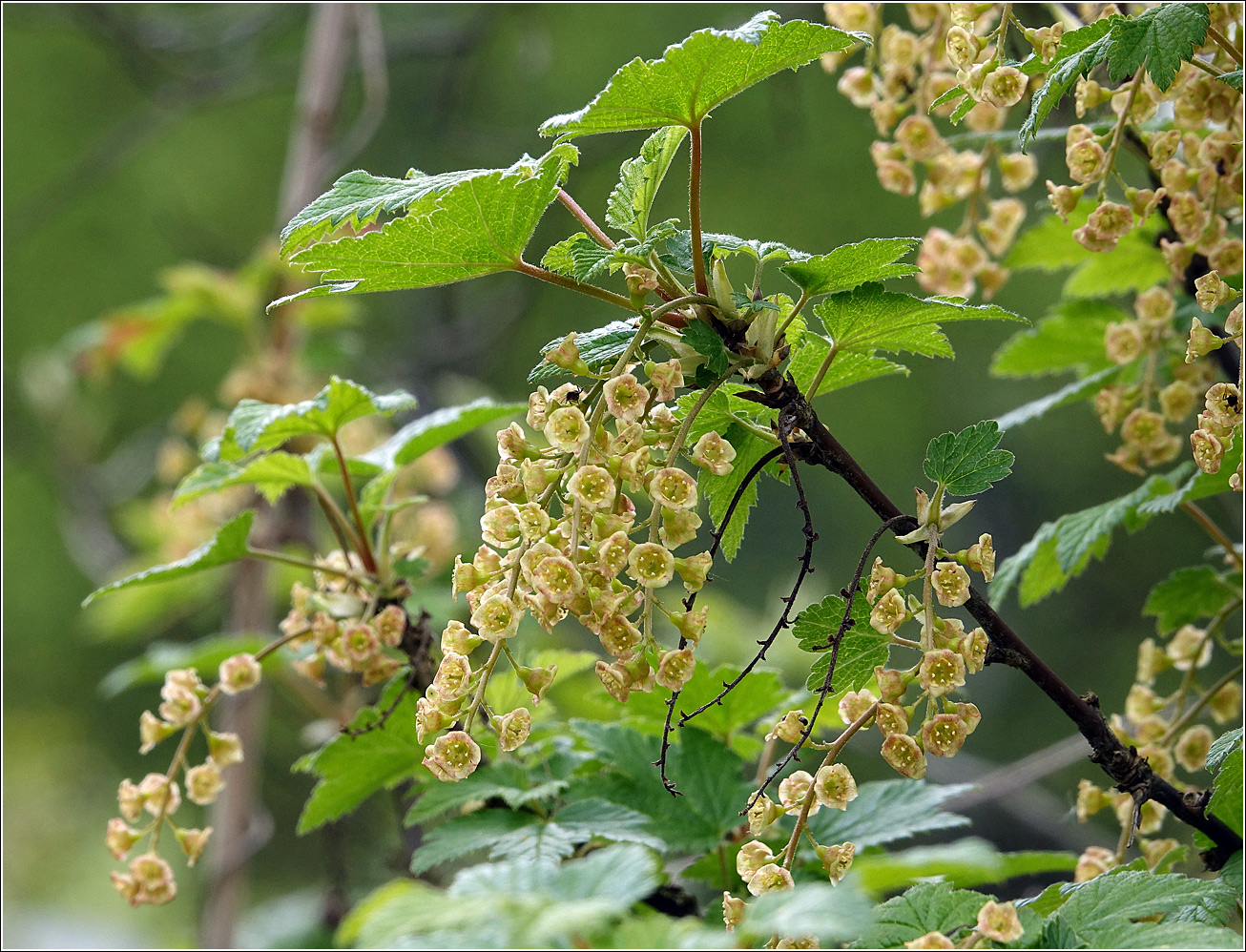 Изображение особи Ribes rubrum.