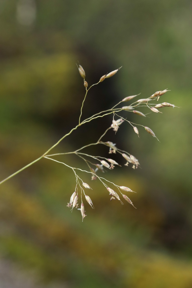 Image of Avenella flexuosa specimen.