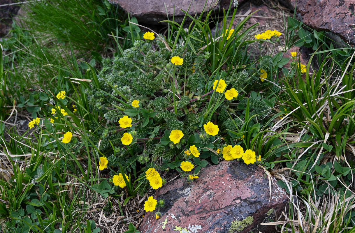 Изображение особи Potentilla argaea.