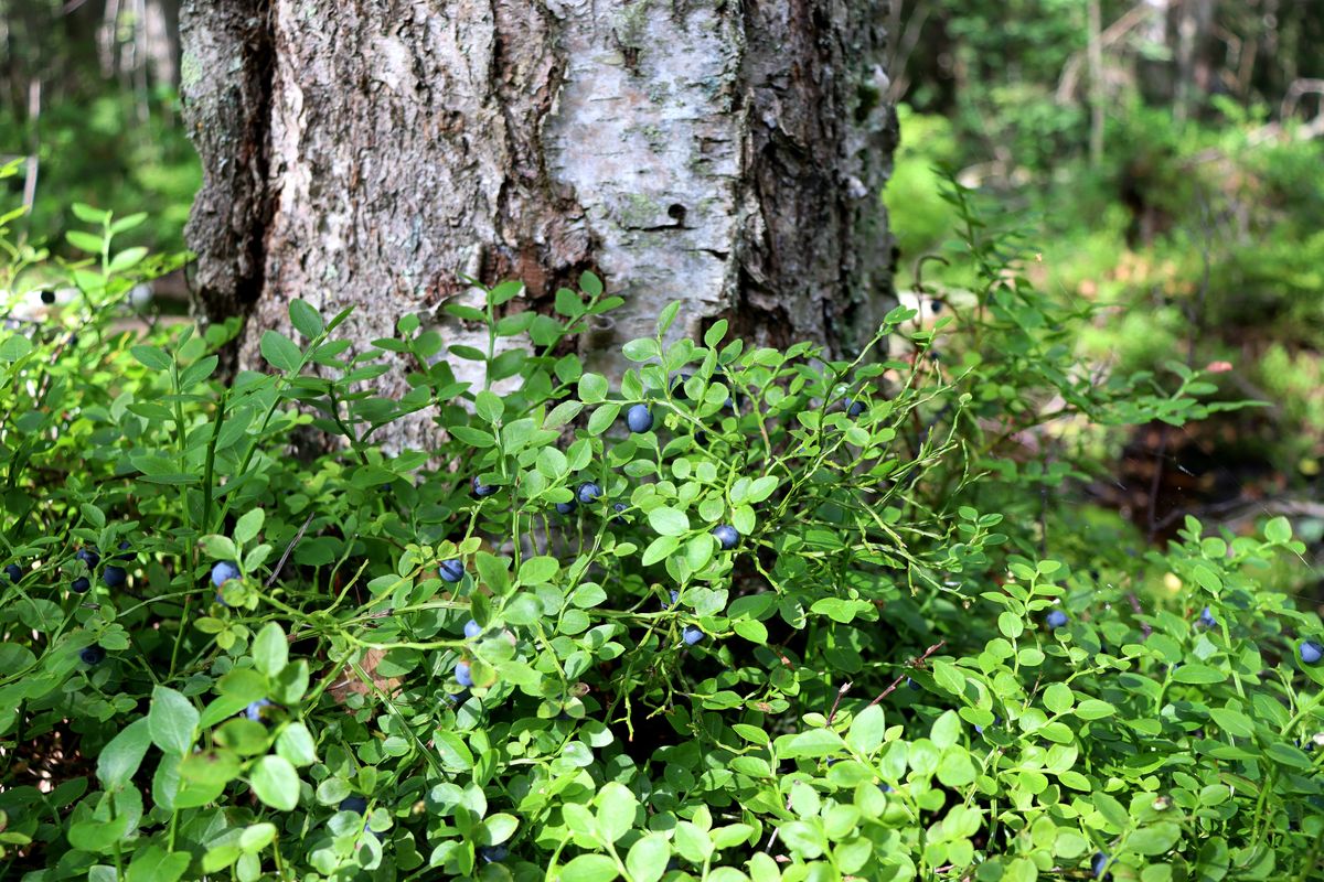 Image of Vaccinium myrtillus specimen.