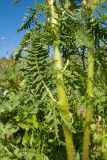 Pedicularis condensata