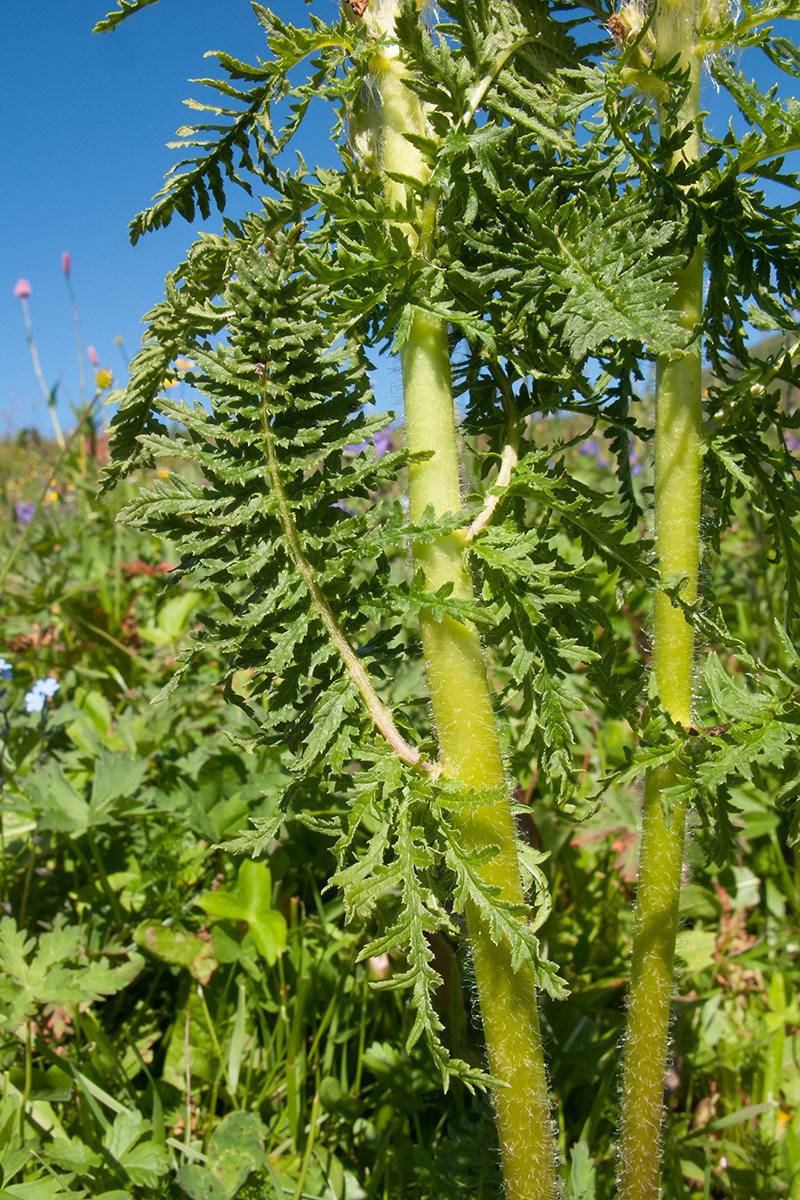 Image of Pedicularis condensata specimen.