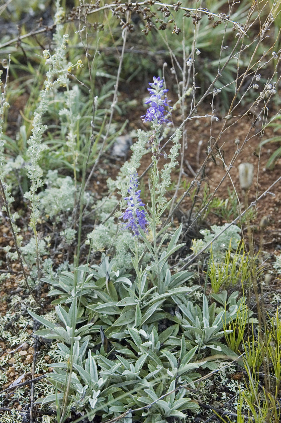 Image of Veronica incana specimen.