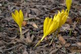 Sternbergia clusiana. Цветущие растения. Израиль, г. Иерусалим, ботанический сад университета. 30.11.2022.