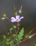 Geranium robertianum