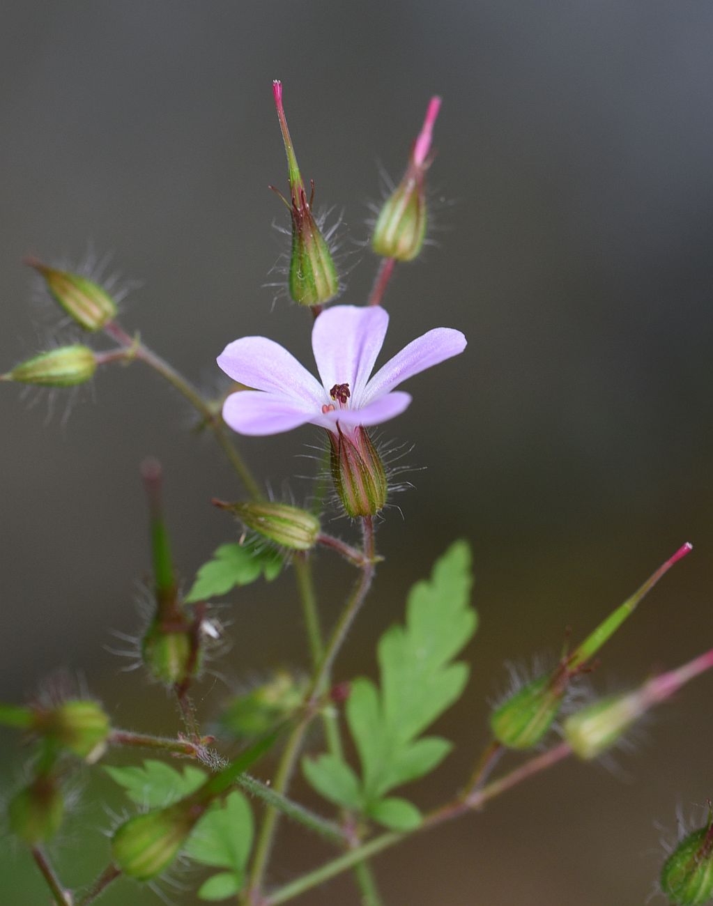 Image of Geranium robertianum specimen.