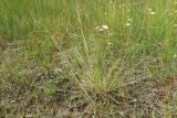 Carex scandinavica. Плодоносящее растение в сообществе с цветущей и плодоносящей Parnassia palustris и Empetrum nigrum(?). Мурманская обл., Кандалакшский р-н, окр. с. Ковда у дамбы; лев. берег р. Ковда между эстуарием и небольшим озерком, сырой (периодически заливаемый?) низкотравный луг. 05.08.2022.