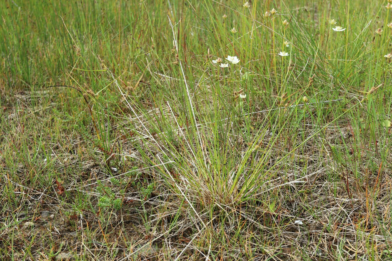 Изображение особи Carex scandinavica.