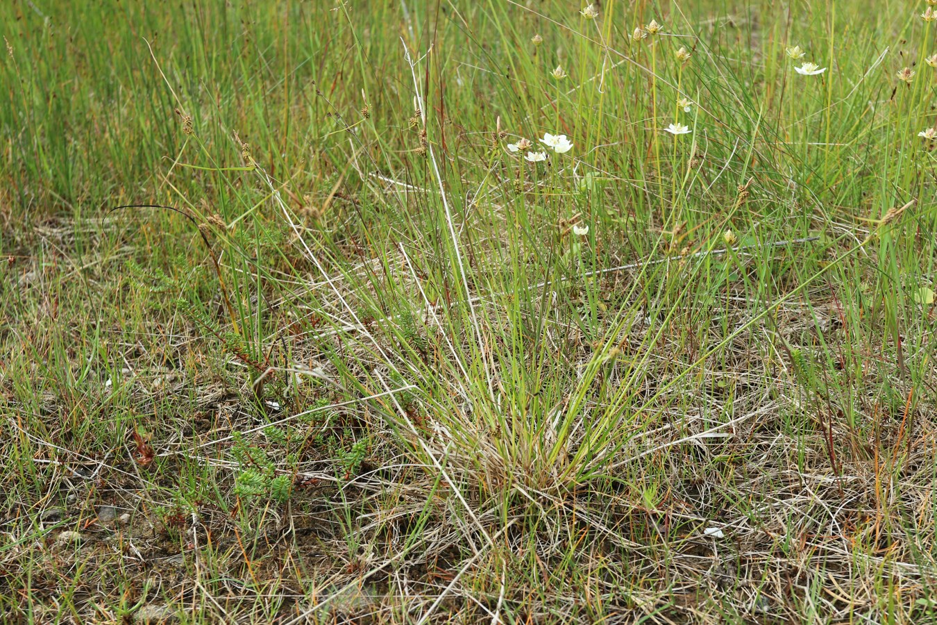 Изображение особи Carex scandinavica.