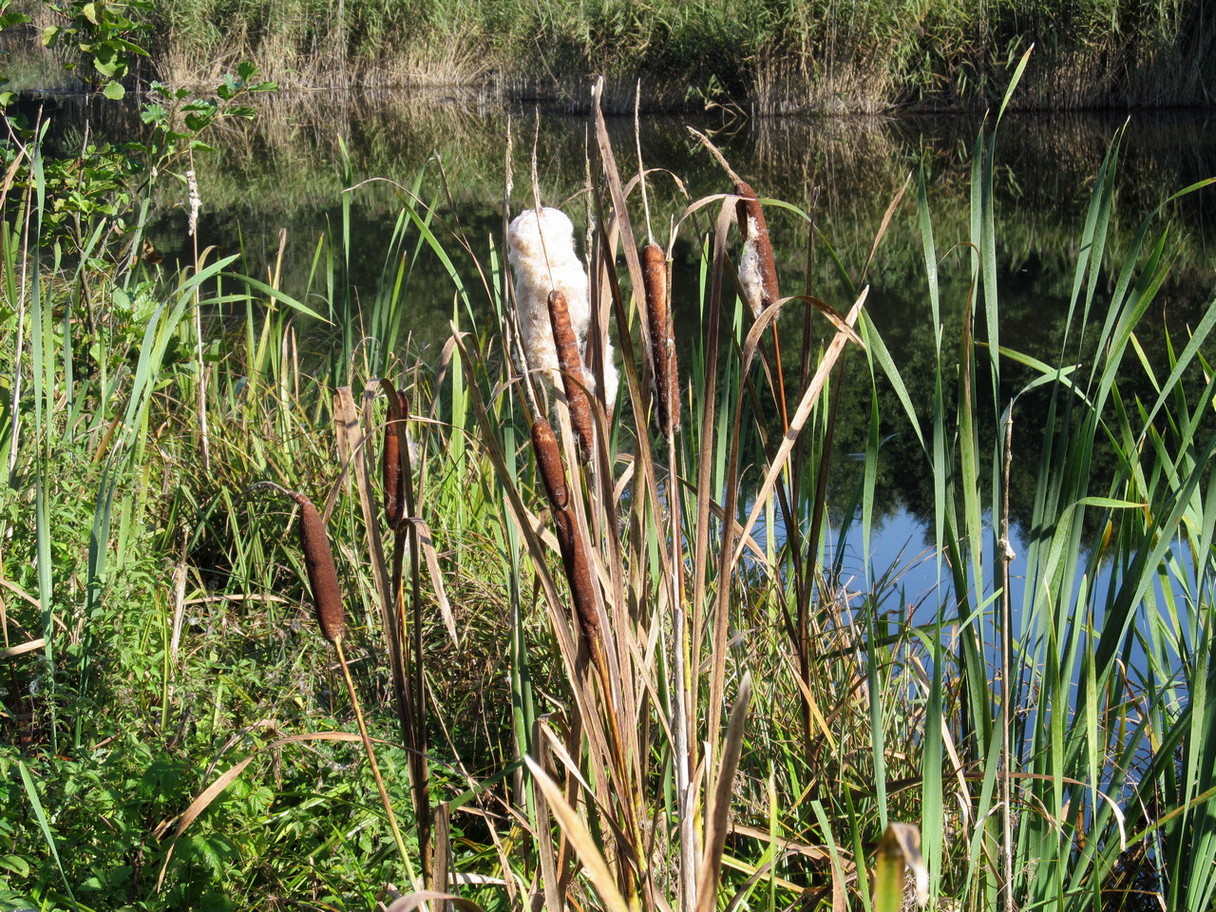 Изображение особи Typha latifolia.