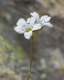 Gypsophila tenuifolia. Соцветие. Карачаево-Черкесия, Урупский р-н, Кавказский биосферный заповедник, Имеретинские озёра, дол. оз. Тихое, 2622 м н.у.м., на скале. 29.07.2022.