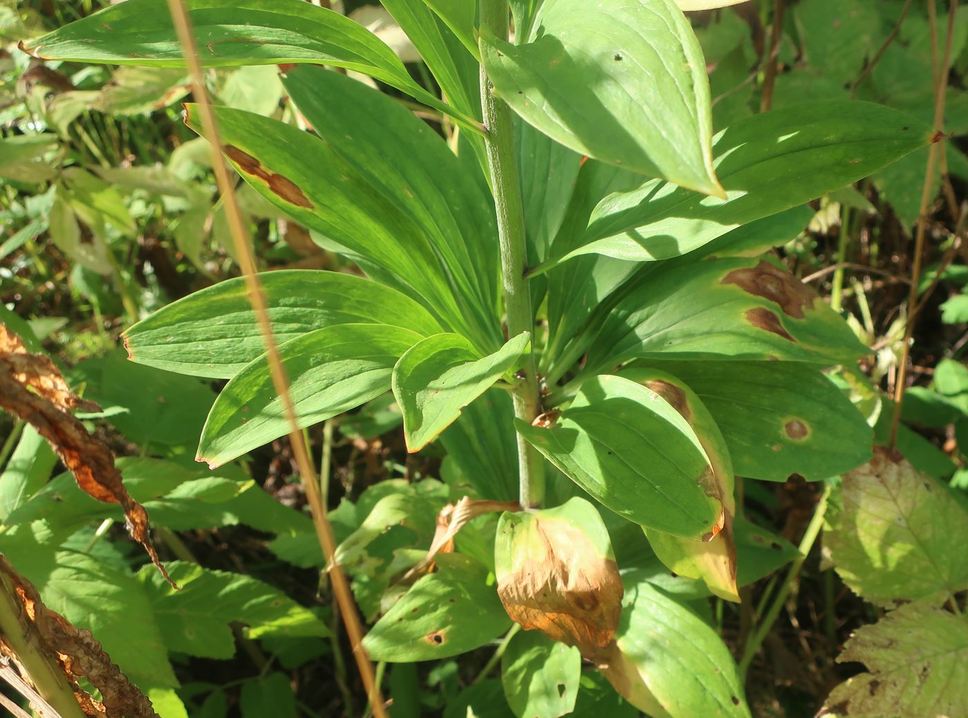 Image of Lilium martagon specimen.