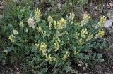 Astragalus calycinus. Цветущие и плодоносящие растения. Армения, обл. Гегаркуник, берег оз. Севан, гора Артаниш, ≈ 2200 м н.у.м., каменистый участок лугового склона. 23.06.2022.