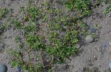 Medicago lupulina. Цветущие растения. Дагестан, Магарамкентский р-н, окр. с. Приморский, песчаный пляж. 05.05.2022.