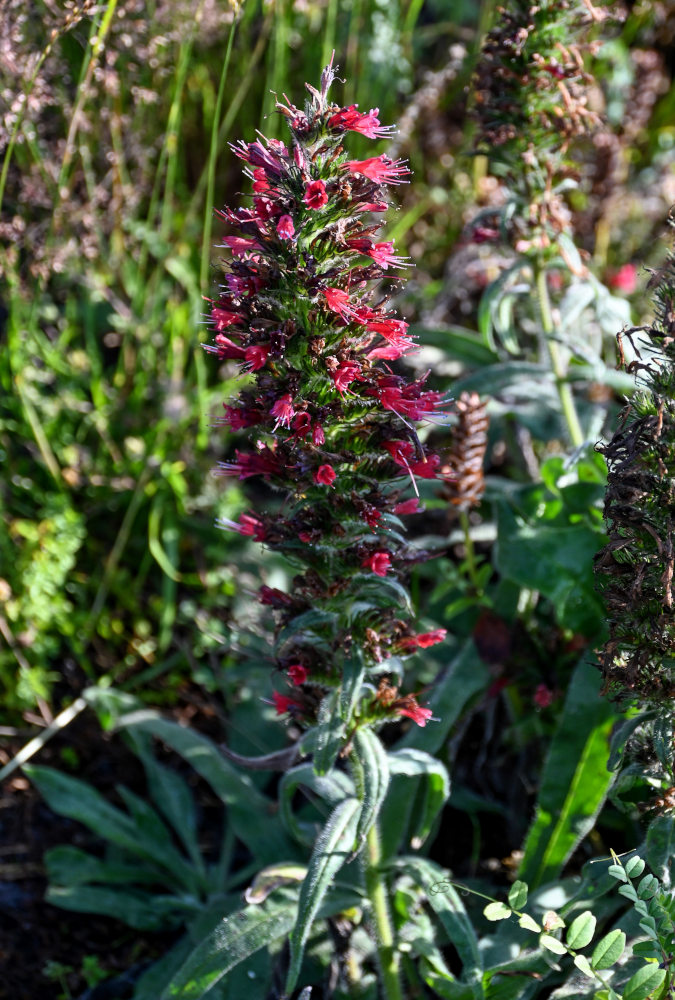 Image of Echium russicum specimen.