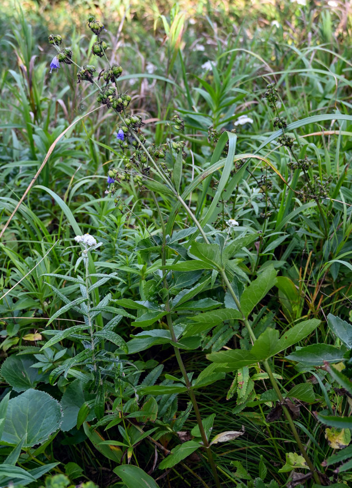 Изображение особи Adenophora triphylla.