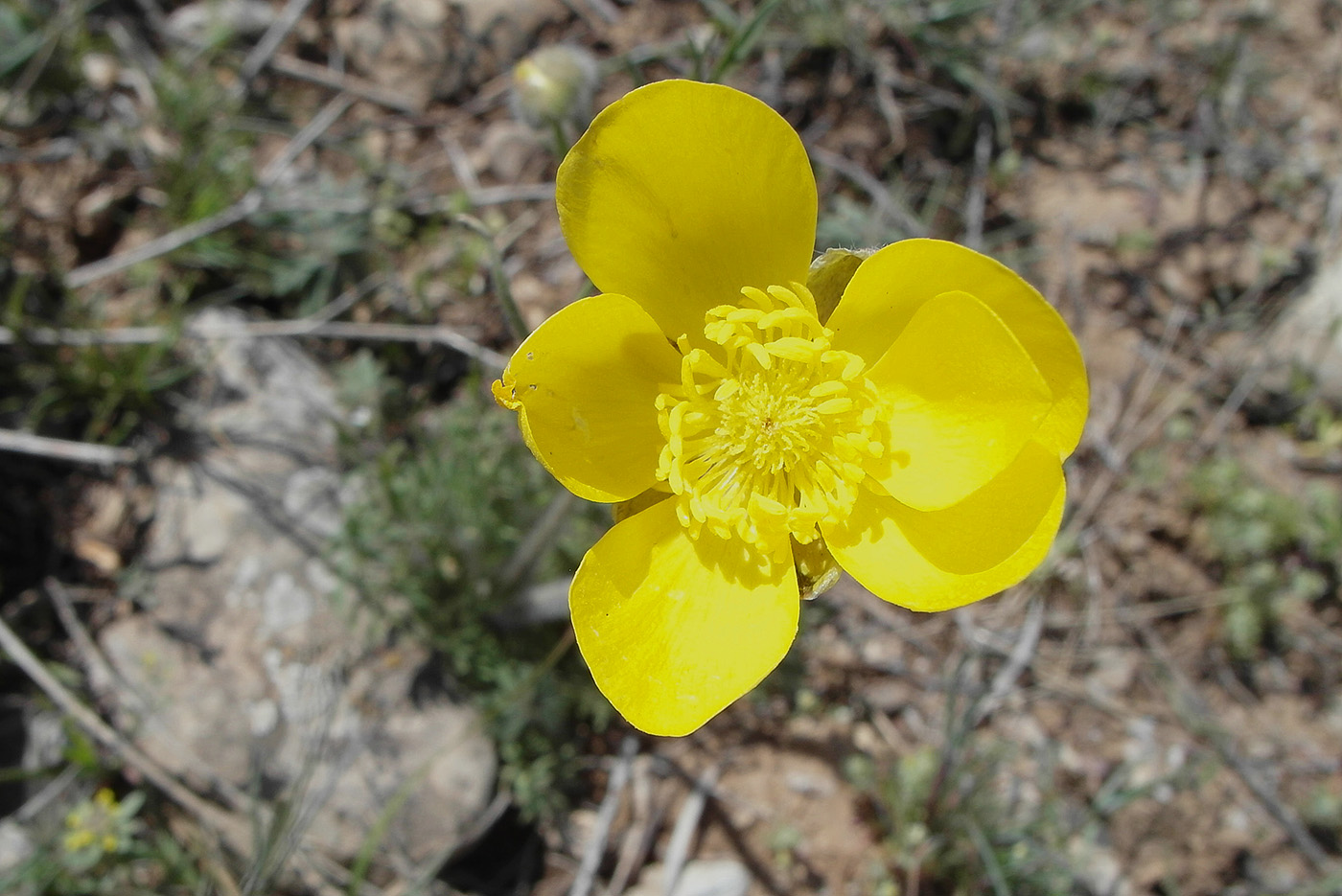 Image of Ranunculus regelianus specimen.