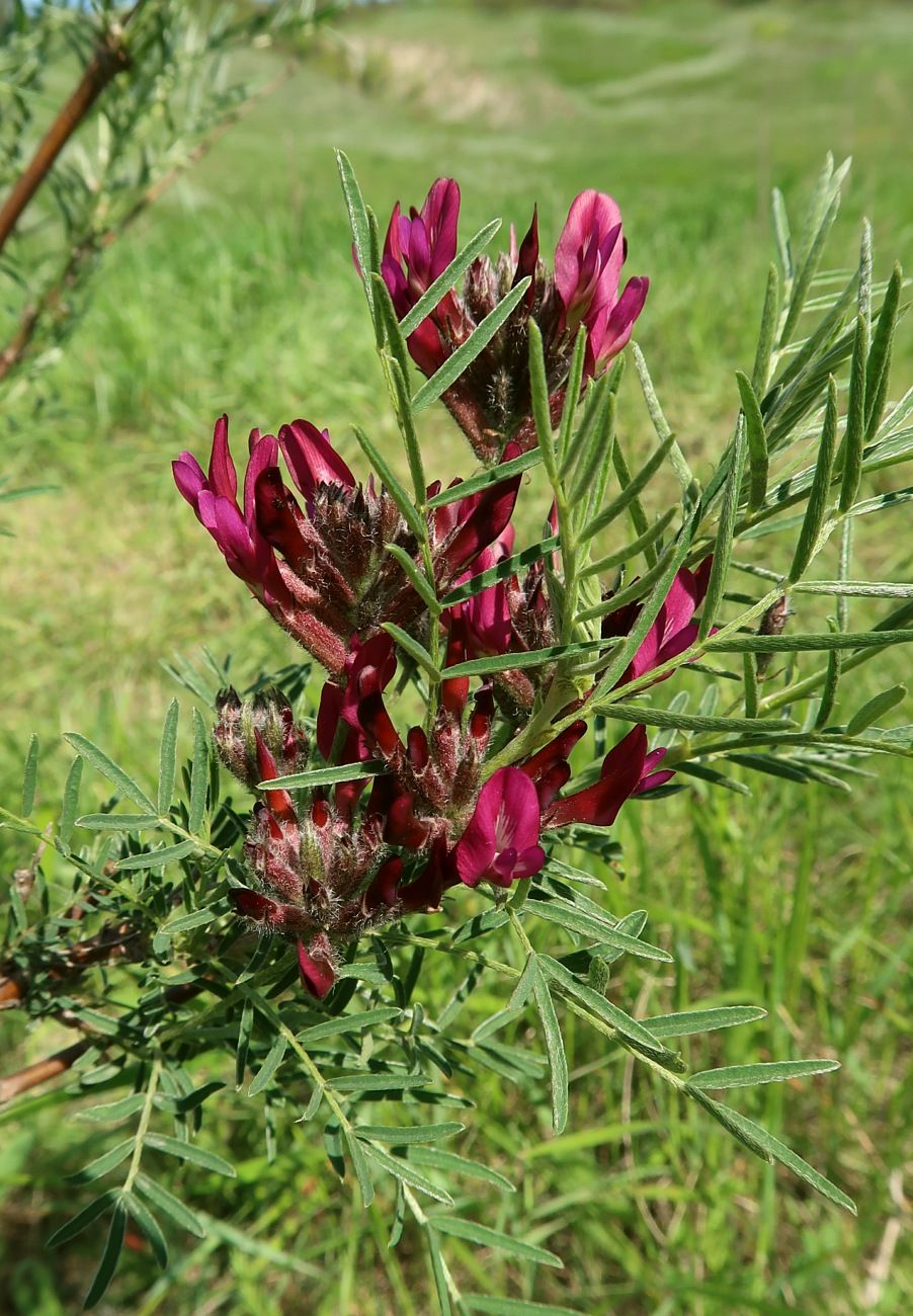 Изображение особи Astragalus cornutus.