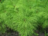 View full-size image Equisetum sylvaticum