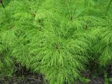 Equisetum sylvaticum