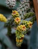 Cylindropuntia imbricata