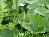 Doronicum macrophyllum. Часть побега с листом и генеративным пазушным побегом. Адыгея, Кавказский биосферный заповедник, долина р. Армянки (Инструкторская Щель), ≈ 2100 м н.у.м., субальпийский луг. 28.06.2023.