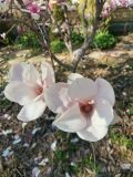 Magnolia × soulangeana. Цветки. Волгоград, Красноармейский р-н, в культуре. 11.04.2023.
