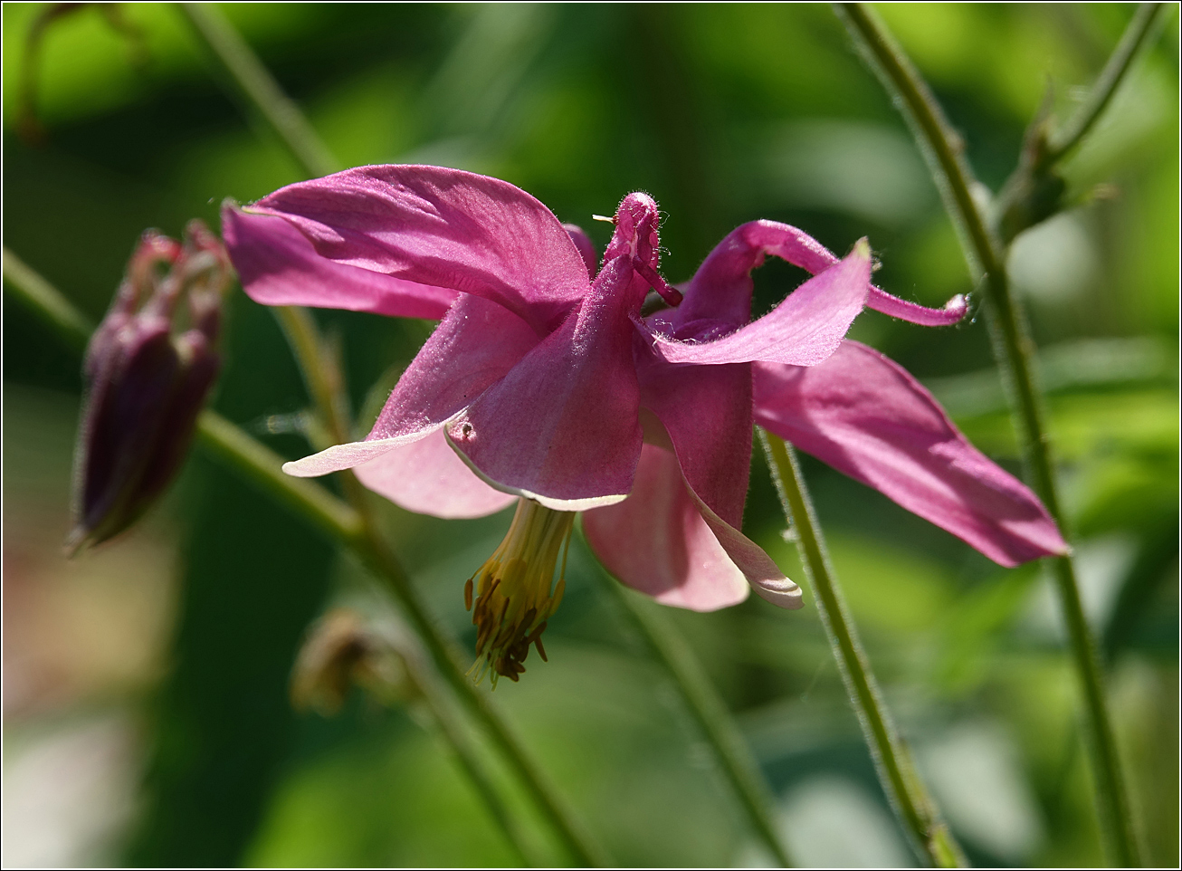 Image of Aquilegia vulgaris specimen.