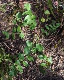 Pimpinella saxifraga. Вегетирующее растение. Московская обл., ГО Подольск, мкр-н Климовск, между бетонными плитами фундамента разобранных гаражей. 29.09.2023.