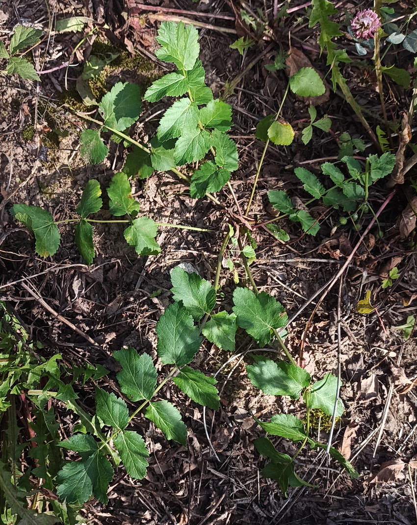 Изображение особи Pimpinella saxifraga.