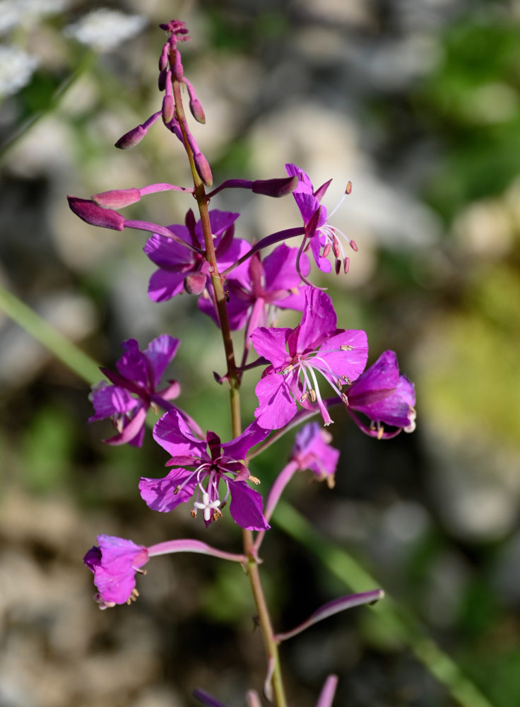 Image of Chamaenerion angustifolium specimen.