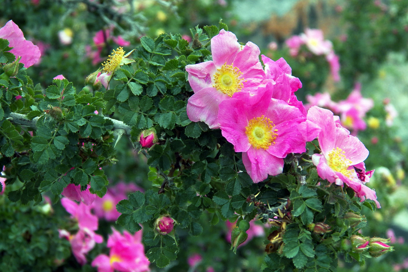 Изображение особи Rosa korschinskiana.