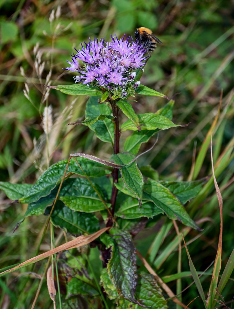 Image of Saussurea sachalinensis specimen.