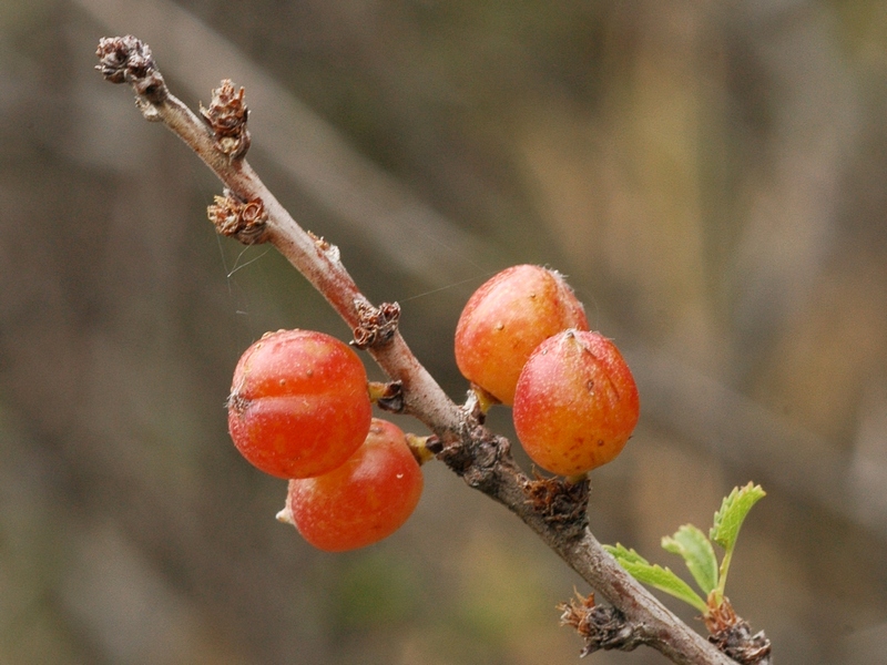 Изображение особи Cerasus tianshanica.