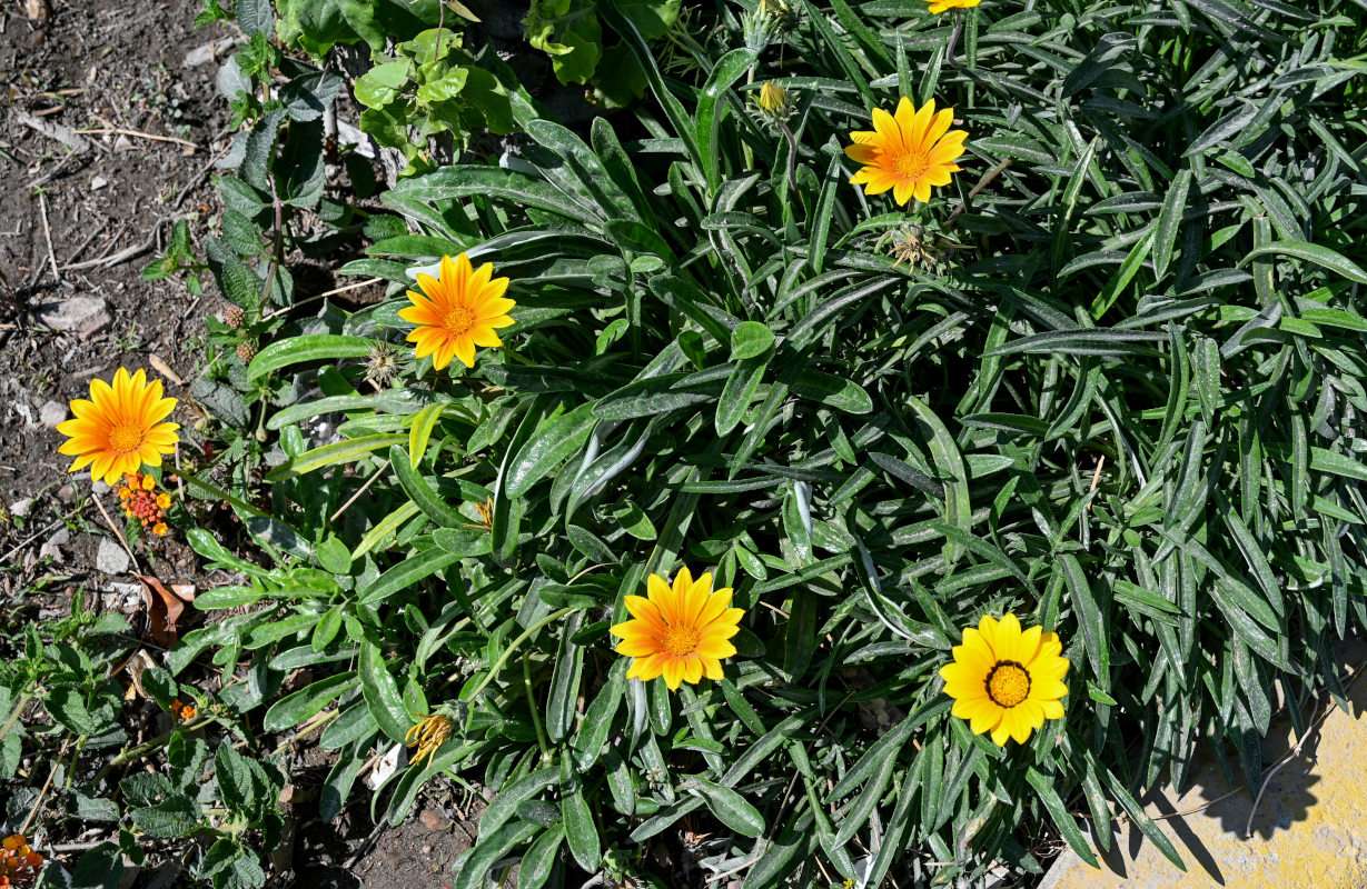 Изображение особи Gazania &times; hybrida.