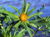 Bidens radiata