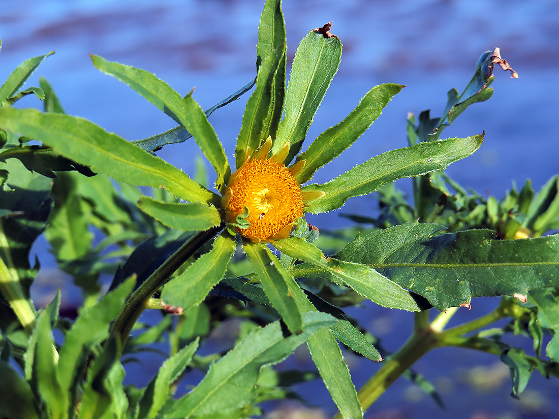 Изображение особи Bidens radiata.
