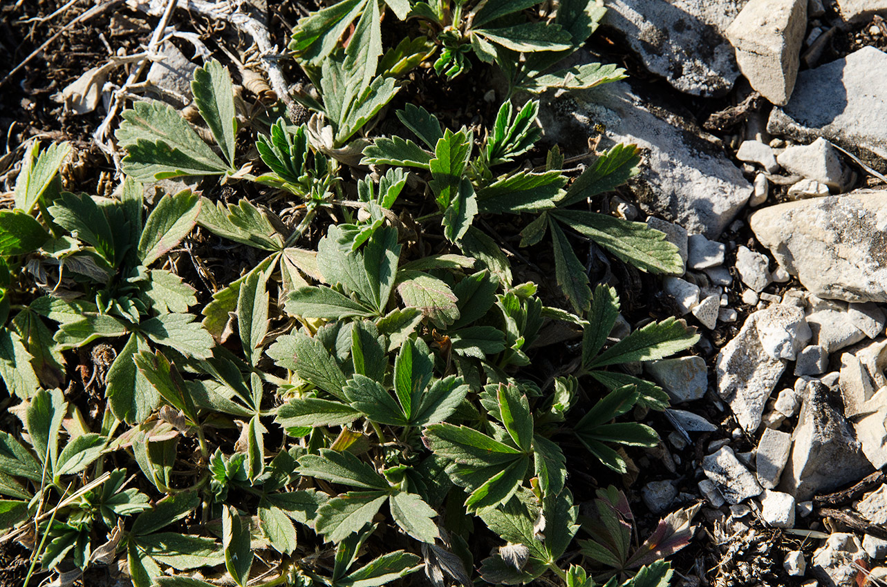 Image of Potentilla incana specimen.