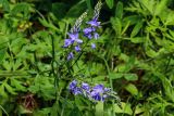 Veronica jacquinii